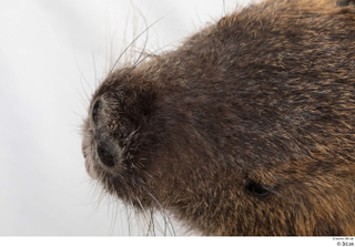 Nutria nose 0002.jpg